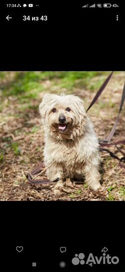 Симпатичная мелкая собачка попала в отлов