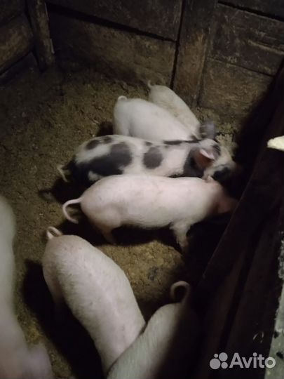 Продам домашних поросят