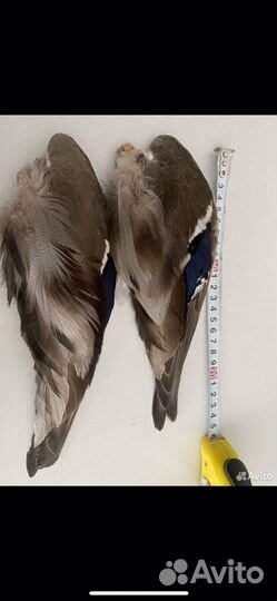 Крылья утки