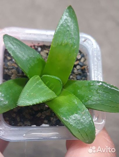 Суккуленты