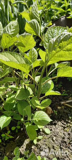 Гортензия древовидная(белая) отростки