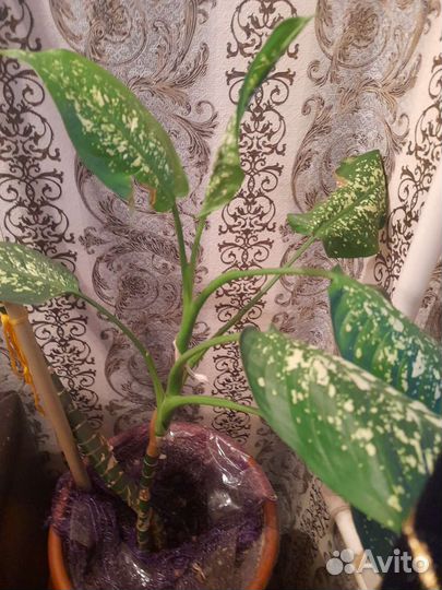Диффенбахия 2 в 1. 1,20 метр