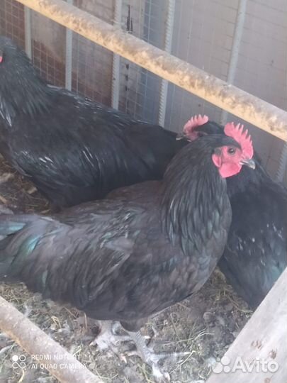 Куры молодки Черный Австралорп