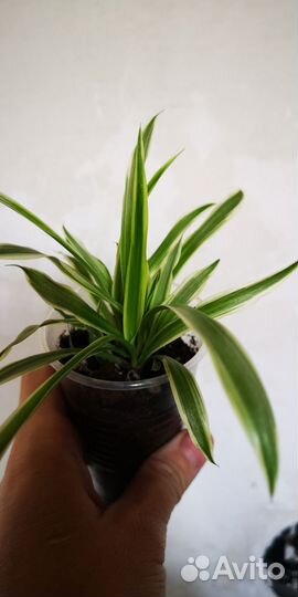 Хлорофитум океан