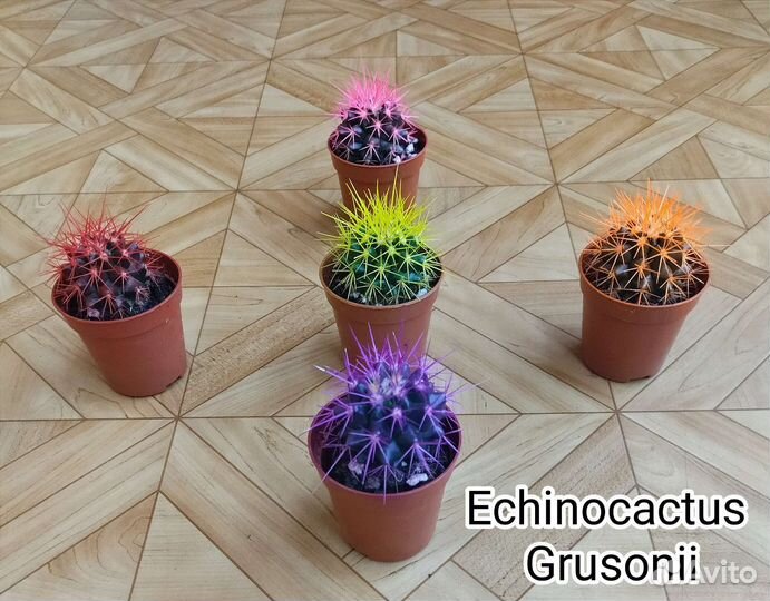 Эхинокактус grusonii