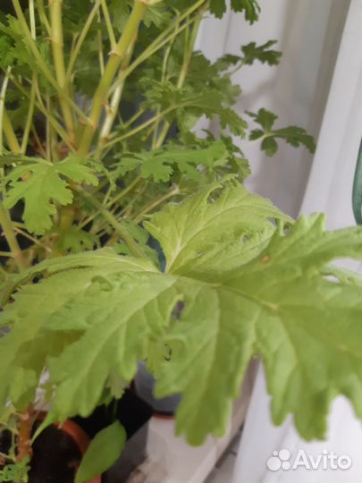 Лечебная душистая герань