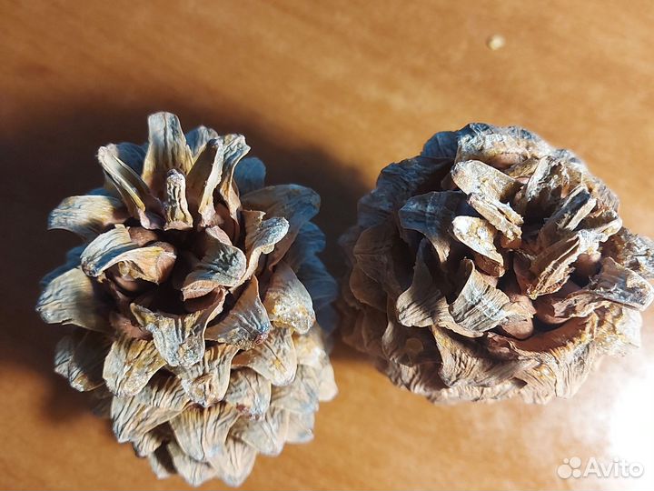 Шишка кедровая дальневосточная
