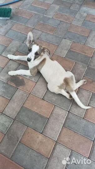 Собака уникальной породы