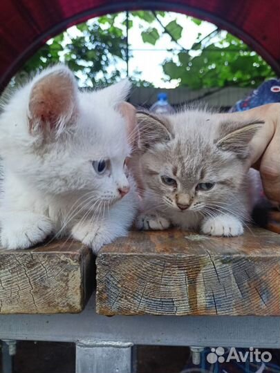 Котята в добрые руки