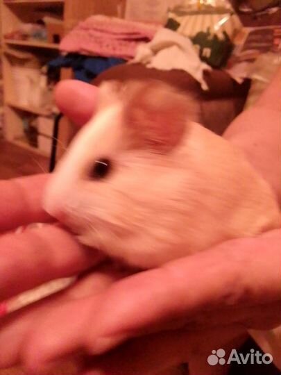 Морская свинка. Возраст 2 месяца