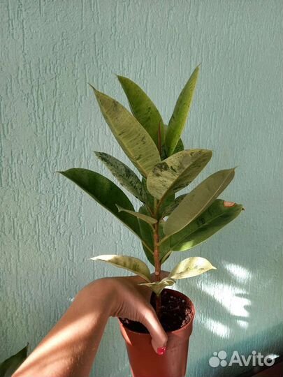 Фикус Шривериана