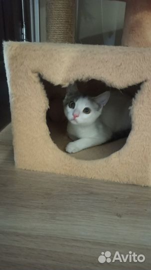 Котенок
