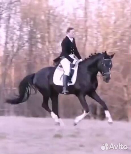 Выездка,конкур,крытый манеж,поля, аренда,север СПб