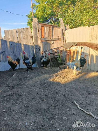 Петух породы Брама