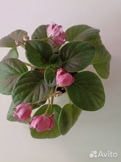 Сортовая фиалка Тюльпан