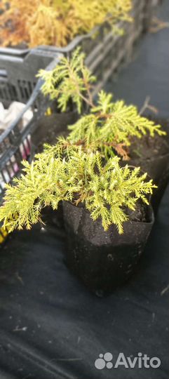 Можжевельник средний Old Gold Блу Чип