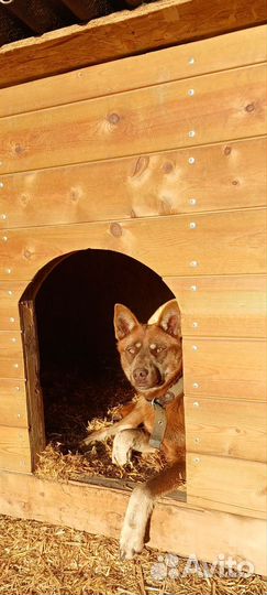 Кобель лайки бесплатно в добрые руки