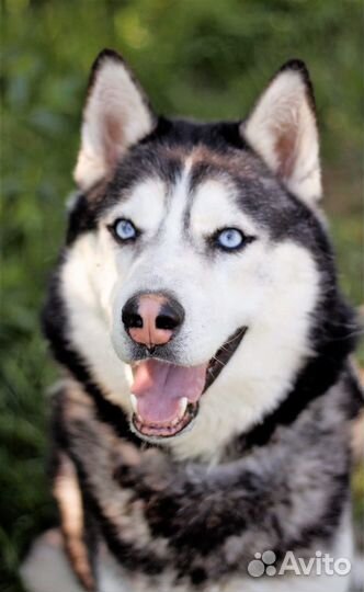 Хаски Дагор в дар