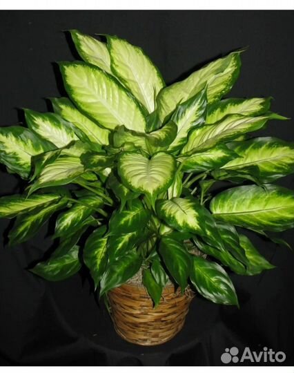 Комнатные растения