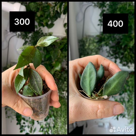 Хойи укорененные