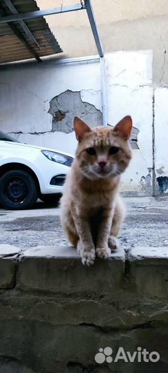 Кот рыжик