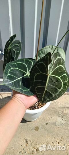 Антуриум кларинервиум