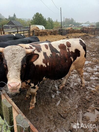 Быки на мясо