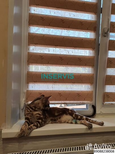 Зебра день ночь амиго