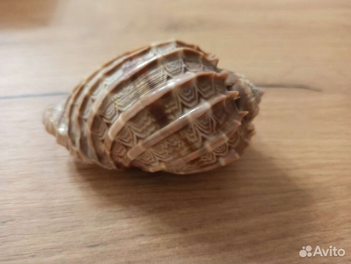 Морская раковина