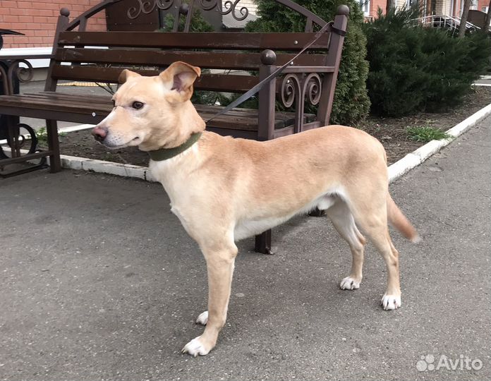 Рыжий ищет дом