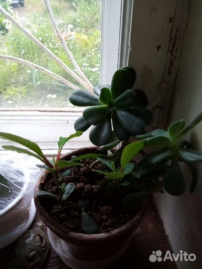 Молочай пальма