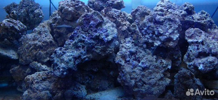 Морские живые камни