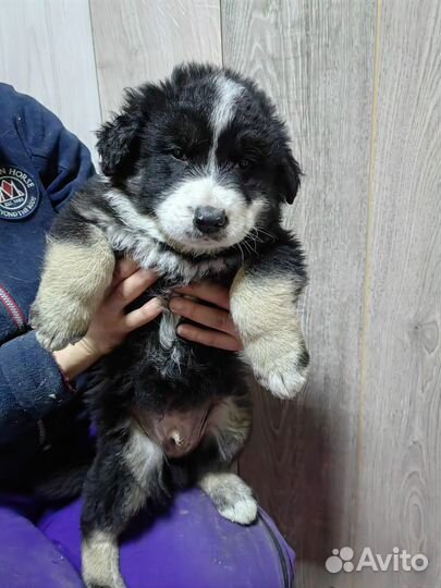 Собаки бесплатно