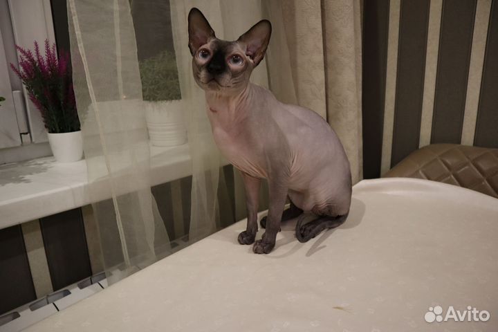 Канадский сфинкс вязка