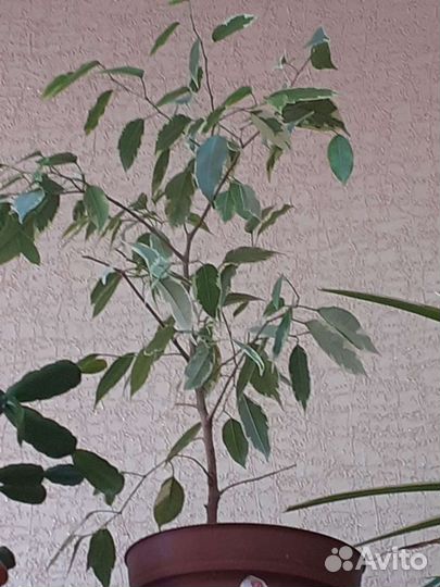 Бенджамина