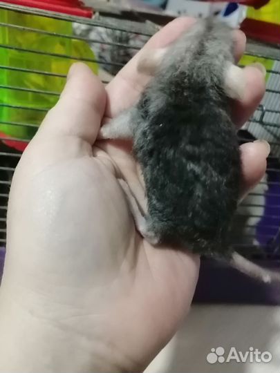 Крыса крысята дамбо рекс