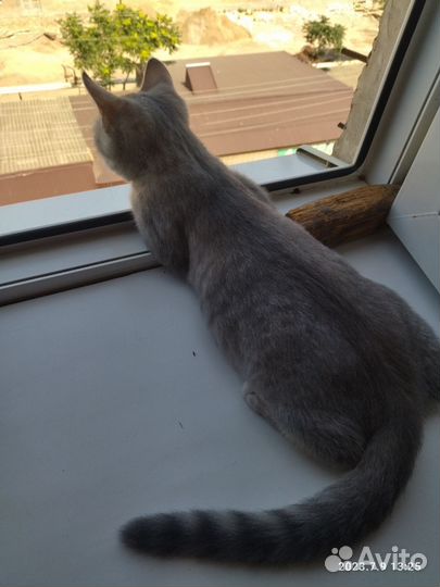 Кошка смешанной породы