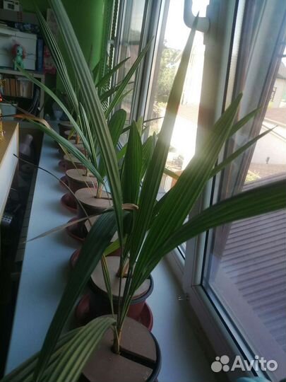 Пальмы Трахикарпус веерная из Сочи (3 года)
