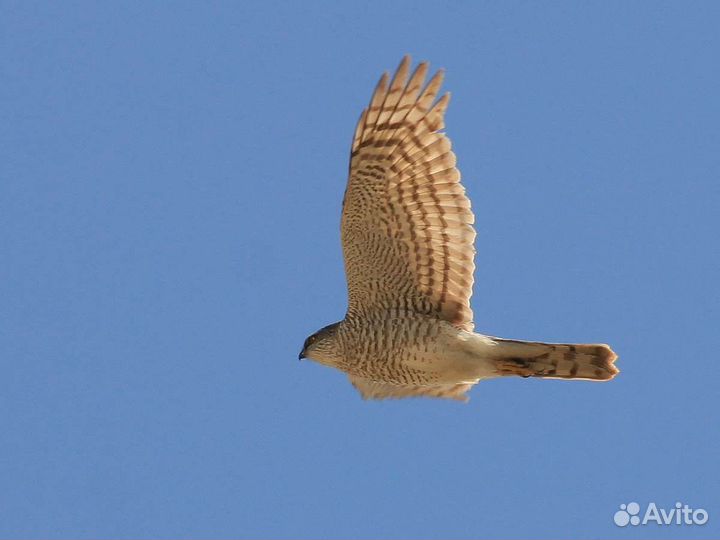 Голуби бакинцы, узбеки и пр