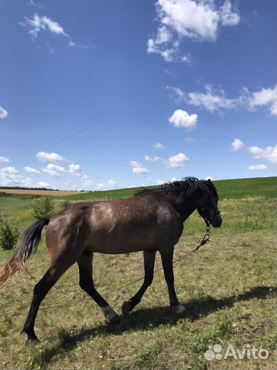 Продажа лошадей