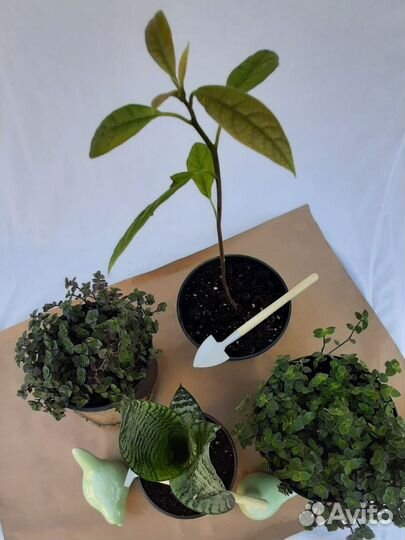 Комнатные растения цветы