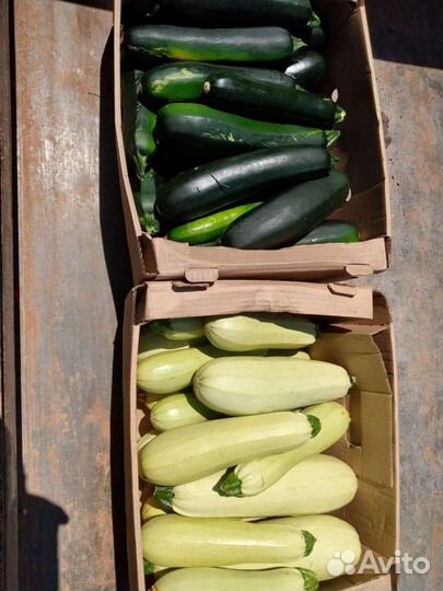 Кабачки. Цукини