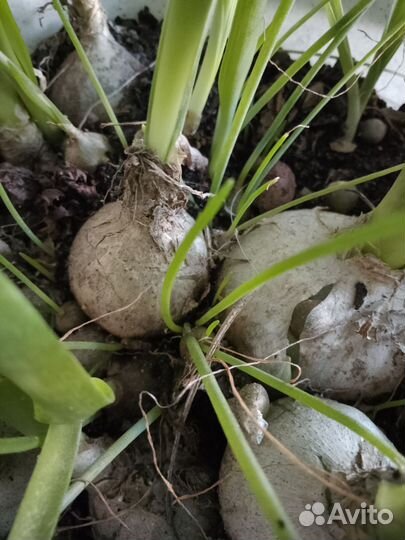 Индийский лук лечебный