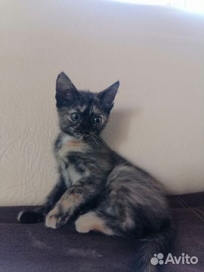 Котенок девочка в добрые руки