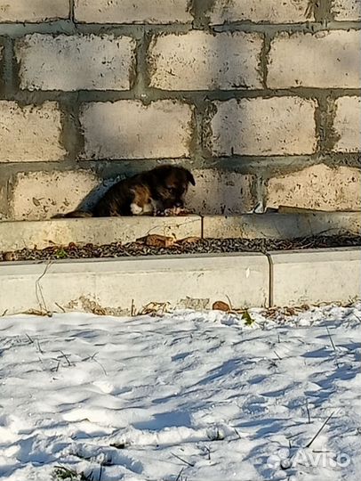 Домашние животные