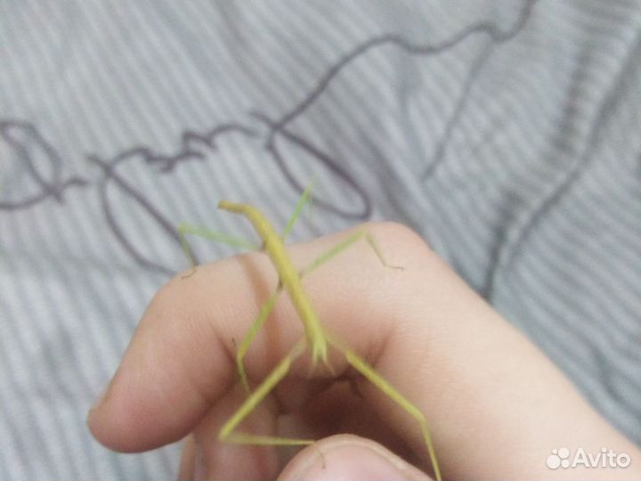 Аннамский палочник