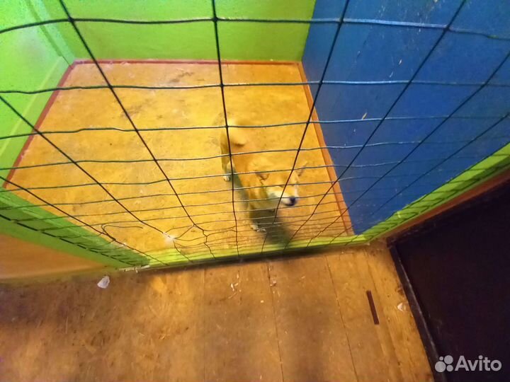 Передержка животных на время отпуска