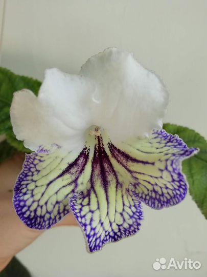 Стрептокарпусы