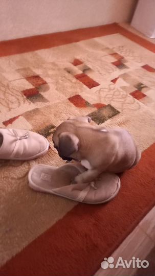 Французский бульдог