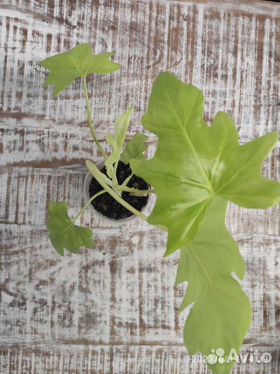 Филодендрон Варшевича Голд Сатин